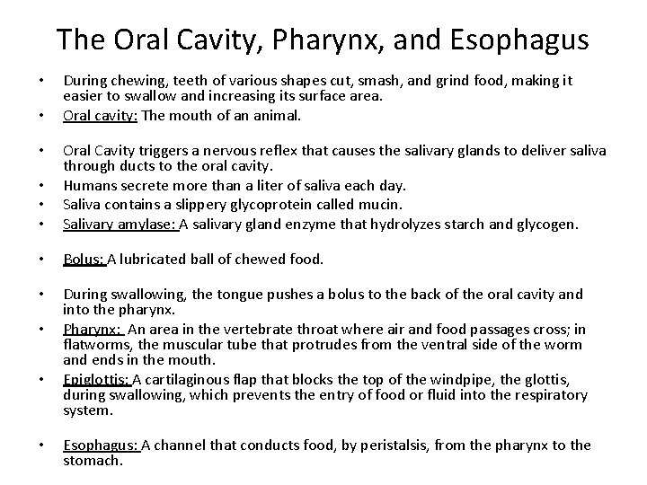 The Oral Cavity, Pharynx, and Esophagus • • During chewing, teeth of various shapes