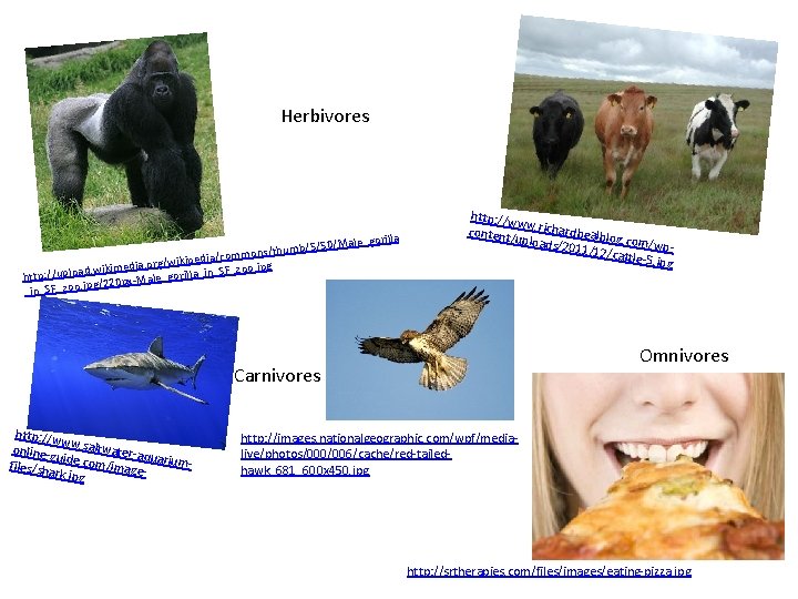 Herbivores a _gorill b/5/50/Male m u th s/ n o edia/comm dia. org/wikip e