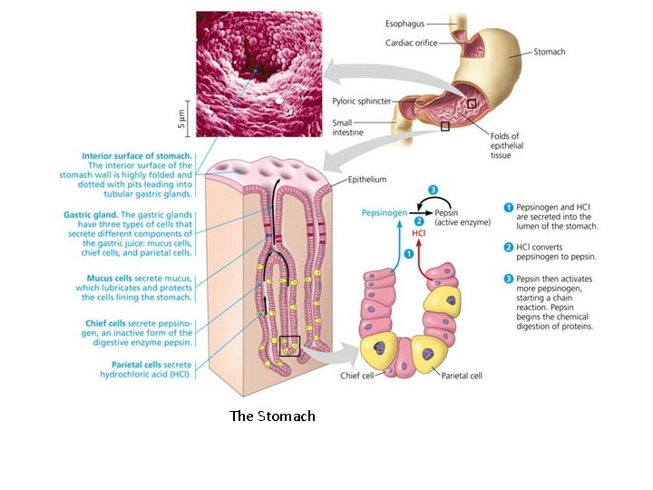 The Stomach 