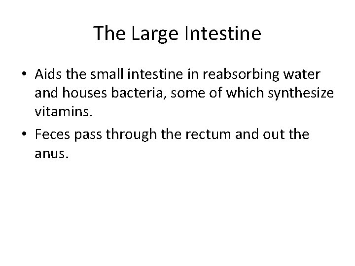 The Large Intestine • Aids the small intestine in reabsorbing water and houses bacteria,