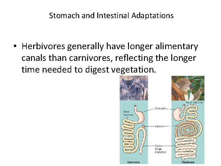 Stomach and Intestinal Adaptations • Herbivores generally have longer alimentary canals than carnivores, reflecting