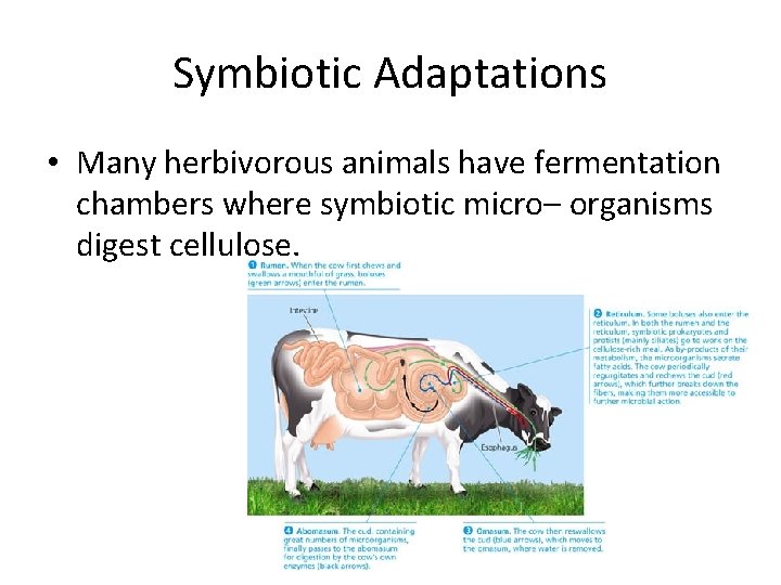 Symbiotic Adaptations • Many herbivorous animals have fermentation chambers where symbiotic micro– organisms digest