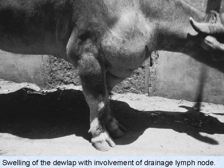 Swelling of the dewlap with involvement of drainage lymph node. 