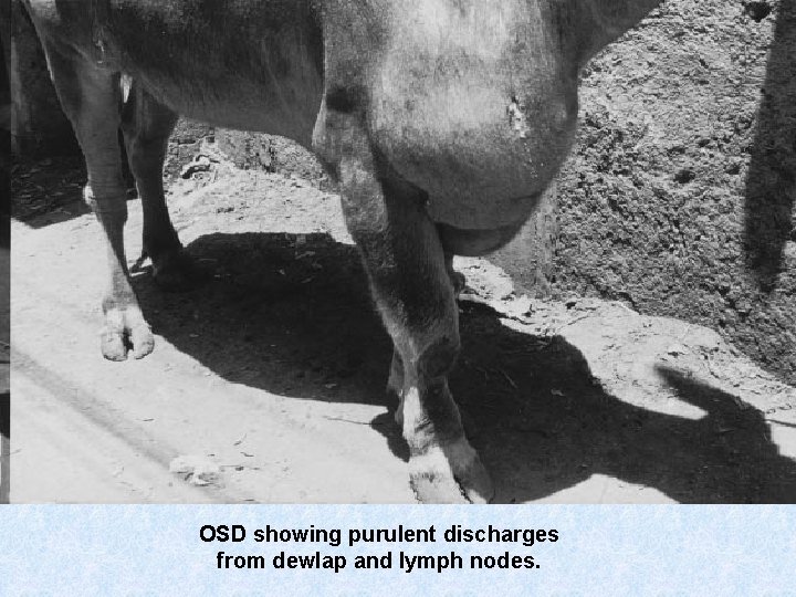 OSD showing purulent discharges from dewlap and lymph nodes. 
