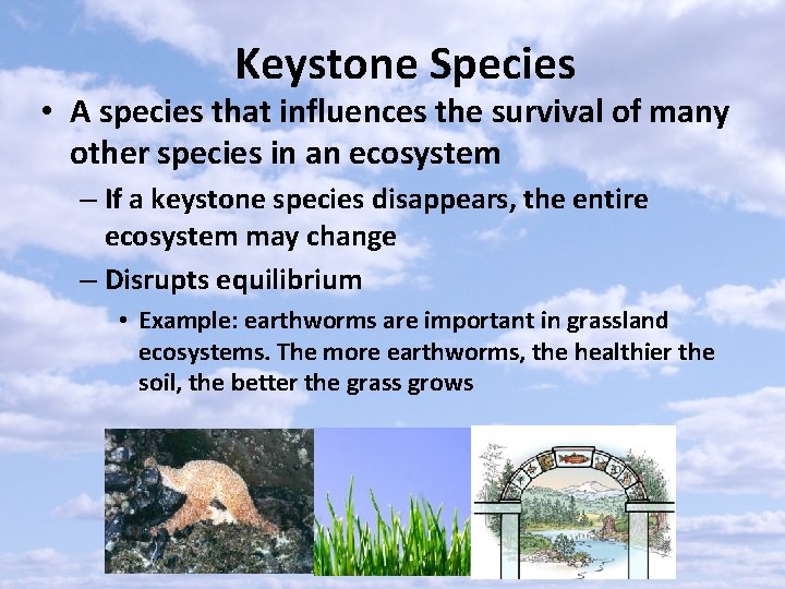 Keystone Species • A species that influences the survival of many other species in