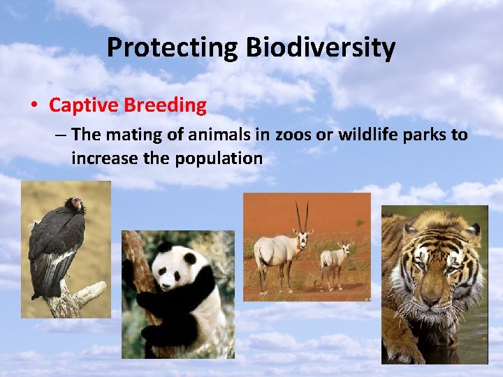 Protecting Biodiversity • Captive Breeding – The mating of animals in zoos or wildlife