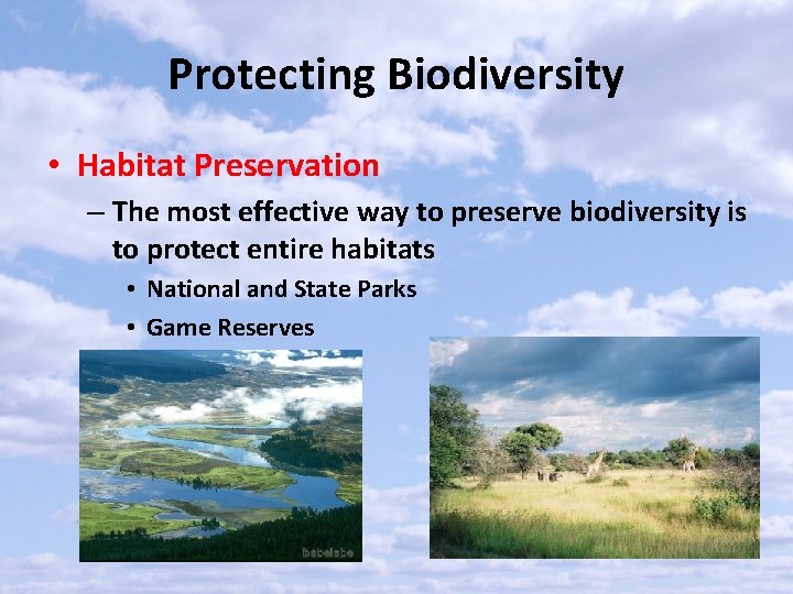 Protecting Biodiversity • Habitat Preservation – The most effective way to preserve biodiversity is