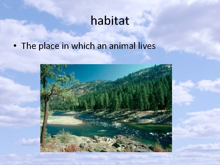 habitat • The place in which an animal lives 