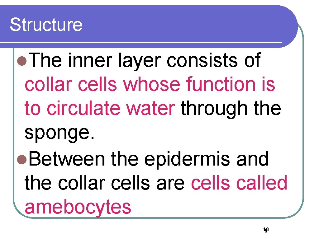 Structure l. The inner layer consists of collar cells whose function is to circulate