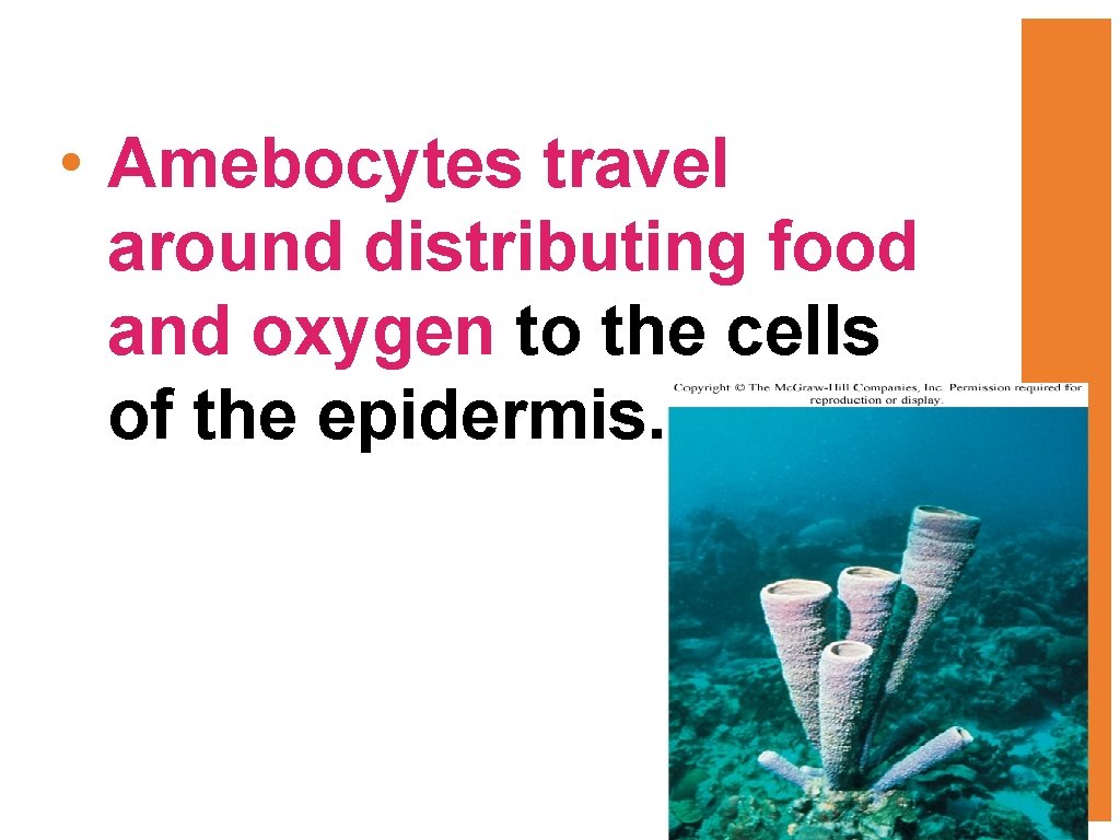  • Amebocytes travel around distributing food and oxygen to the cells of the