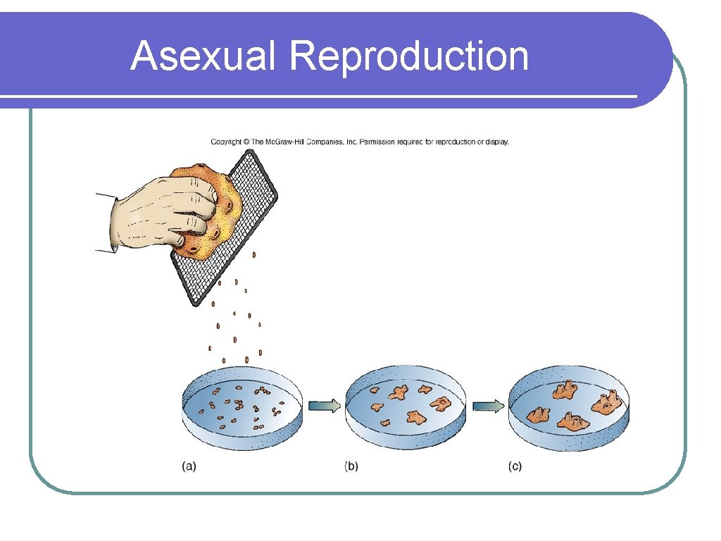 Asexual Reproduction 