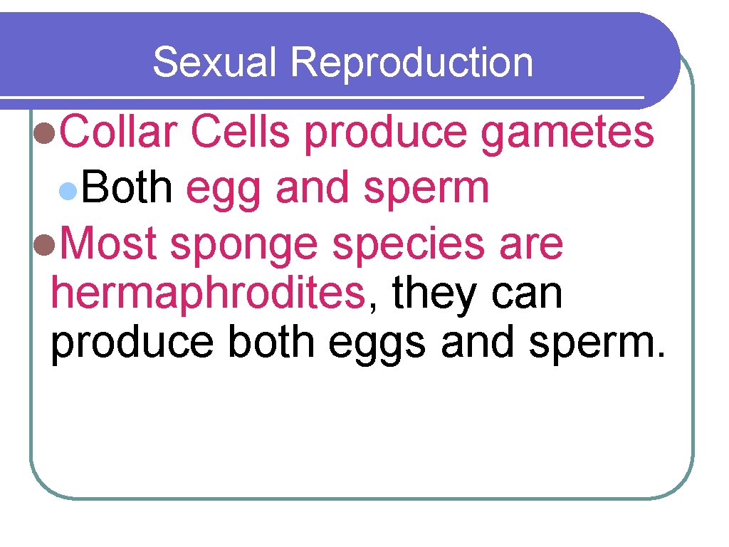 Sexual Reproduction l. Collar Cells produce gametes l. Both egg and sperm l. Most