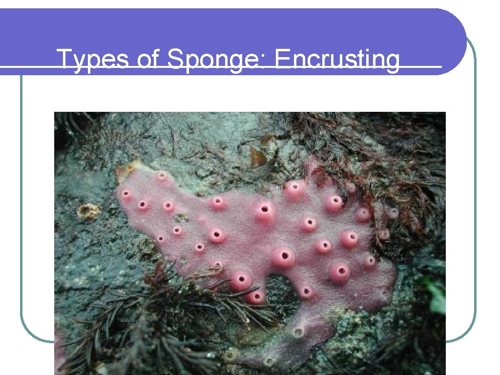 Types of Sponge: Encrusting 