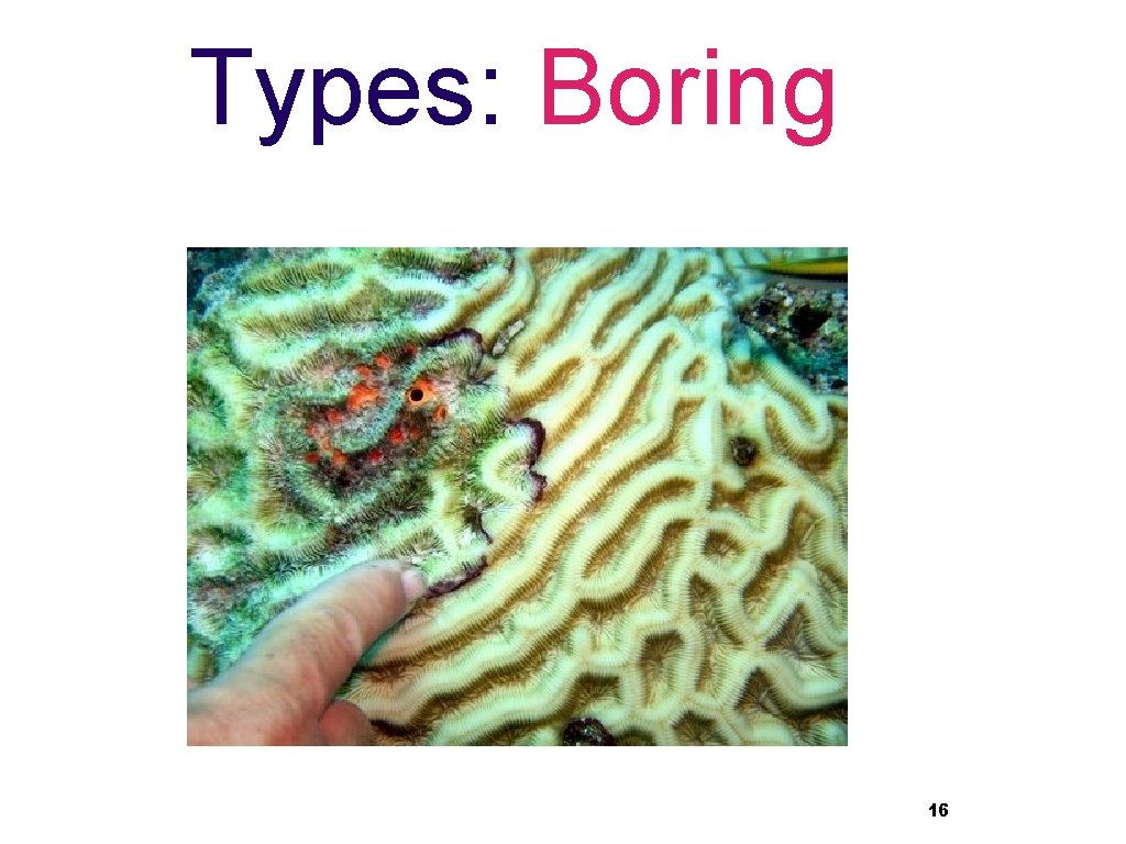 Types: Boring 16 