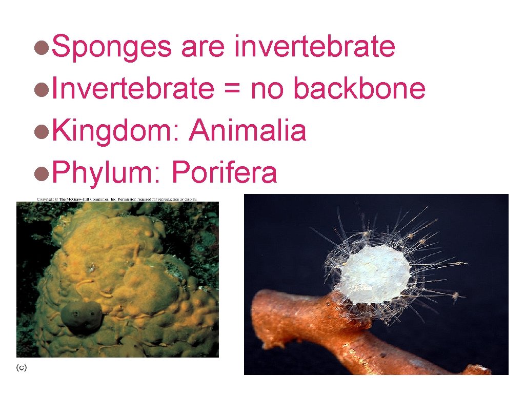 l. Sponges are invertebrate l. Invertebrate = no backbone l. Kingdom: Animalia l. Phylum: