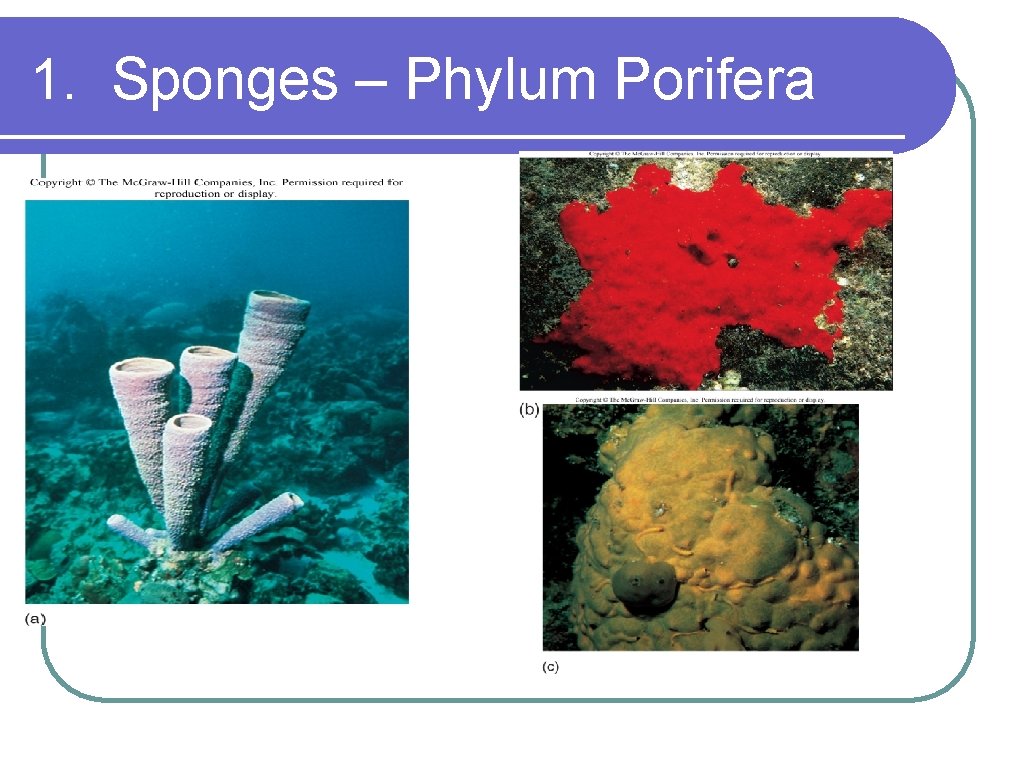 1. Sponges – Phylum Porifera 