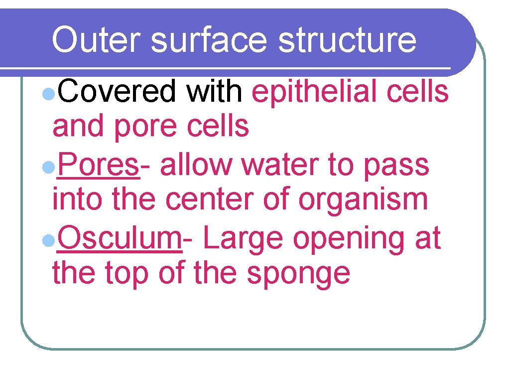 Outer surface structure l. Covered with epithelial cells and pore cells l. Pores- allow