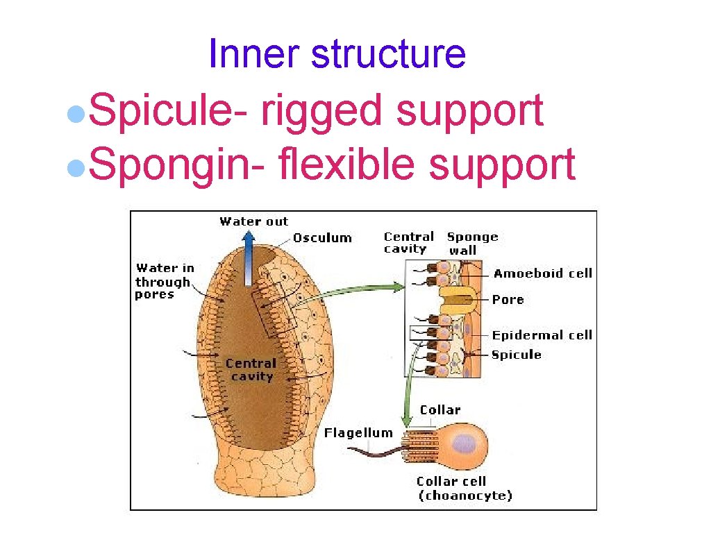 Inner structure l. Spicule- rigged support l. Spongin- flexible support 9 