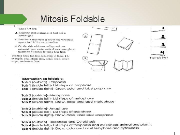 Mitosis Foldable 