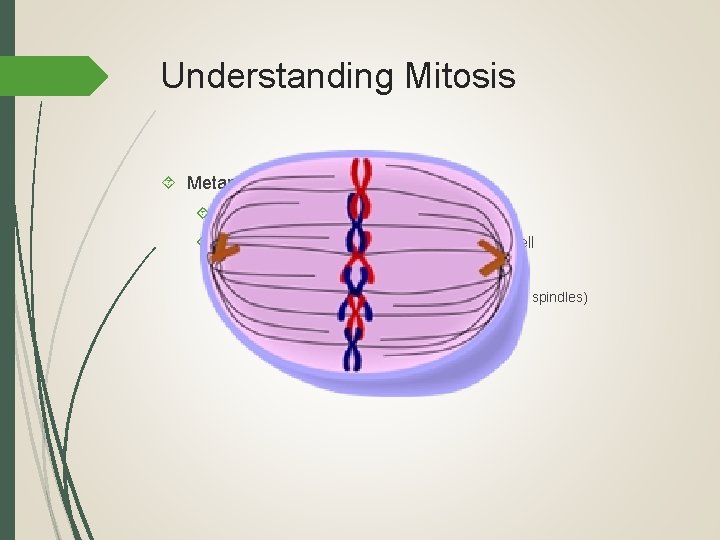 Understanding Mitosis Metaphase (“M” is for Middle) Chromosomes move to the middle of the