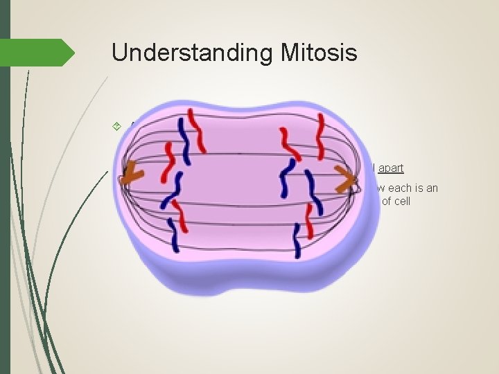 Understanding Mitosis Anaphase (“A” is for Apart) Centromeres break and sister chromatids pull apart