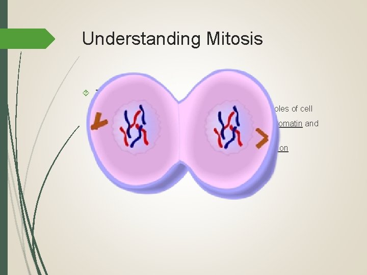 Understanding Mitosis Telophase Begins when chromosomes reach opposite poles of cell Chromosomes de-condense to