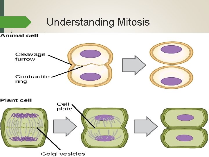 Understanding Mitosis Cytokinesis Animal Cells – cleavage furrow forms Cell membrane pinches in to