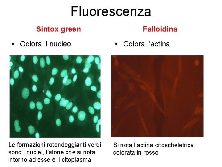 Fluorescenza Sintox green • Colora il nucleo Le formazioni rotondeggianti verdi sono i nuclei,