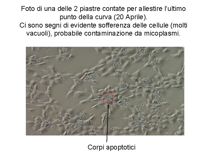 Foto di una delle 2 piastre contate per allestire l’ultimo punto della curva (20