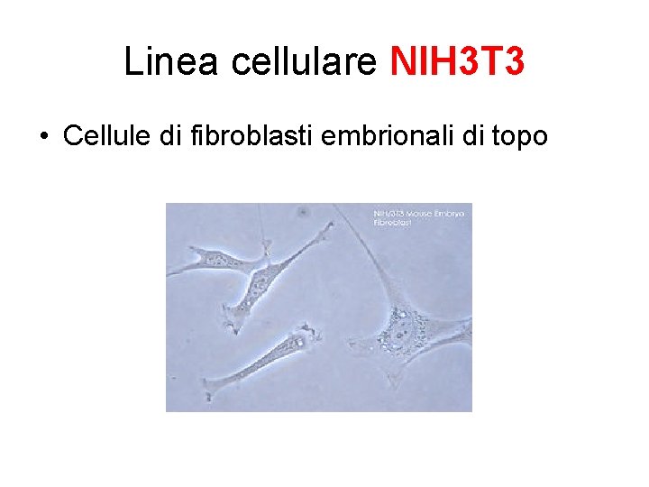 Linea cellulare NIH 3 T 3 • Cellule di fibroblasti embrionali di topo 