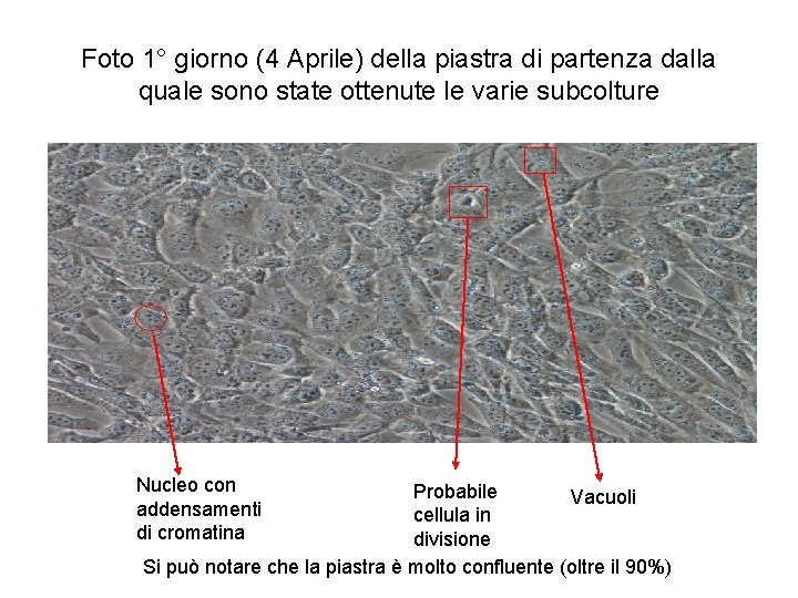 Foto 1° giorno (4 Aprile) della piastra di partenza dalla quale sono state ottenute