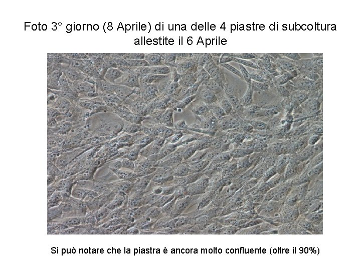 Foto 3° giorno (8 Aprile) di una delle 4 piastre di subcoltura allestite il