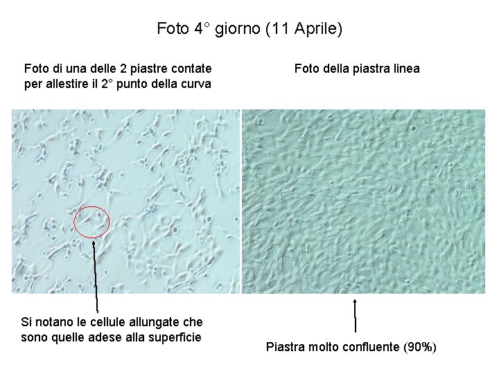 Foto 4° giorno (11 Aprile) Foto di una delle 2 piastre contate per allestire