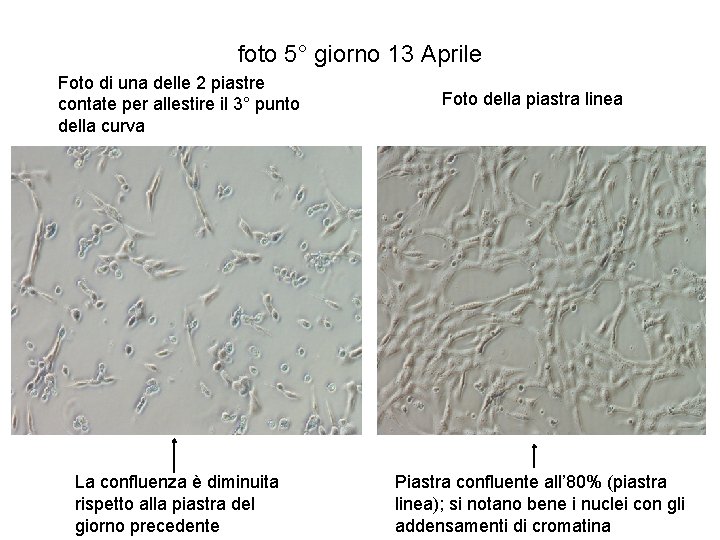 foto 5° giorno 13 Aprile Foto di una delle 2 piastre contate per allestire