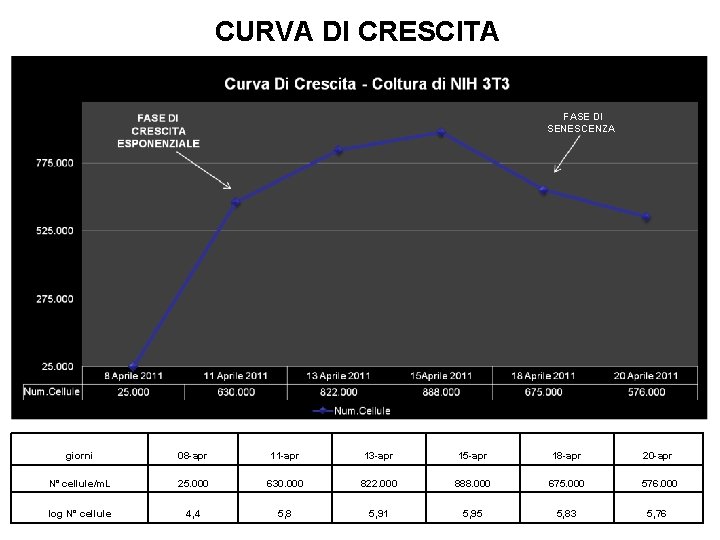 CURVA DI CRESCITA FASE DI SENESCENZA Fase di senescenza Fase di crescita esponenziale giorni