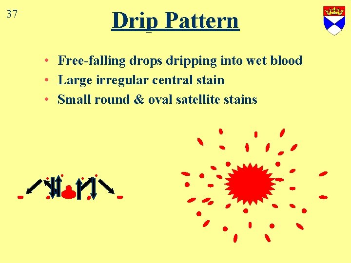 Drip Pattern 37 • Free-falling drops dripping into wet blood • Large irregular central