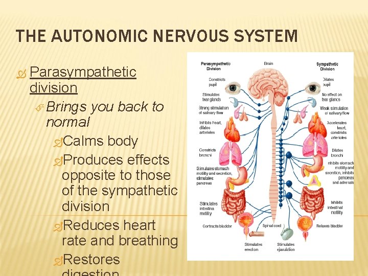 THE AUTONOMIC NERVOUS SYSTEM Parasympathetic division Brings you back to normal Calms body Produces