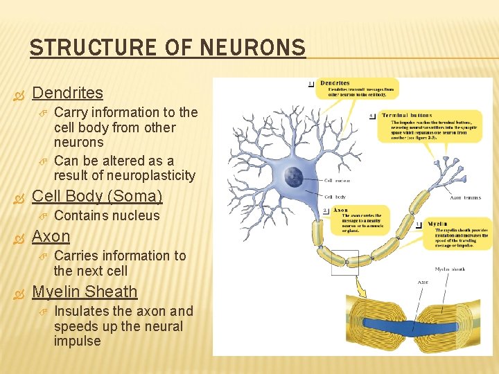 STRUCTURE OF NEURONS Dendrites Cell Body (Soma) Contains nucleus Axon Carry information to the
