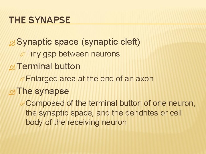 THE SYNAPSE Synaptic Tiny space (synaptic cleft) gap between neurons Terminal button Enlarged The