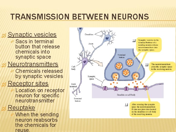 TRANSMISSION BETWEEN NEURONS Synaptic vesicles Neurotransmitters Chemicals released by synaptic vesicles Receptor sites Sacs