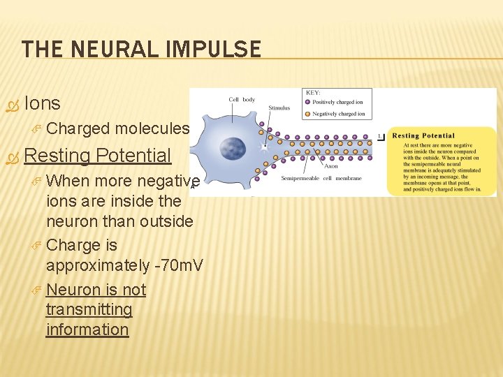 THE NEURAL IMPULSE Ions Charged molecules Resting Potential When more negative ions are inside
