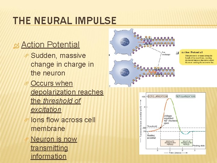 THE NEURAL IMPULSE Action Potential Sudden, massive change in charge in the neuron Occurs