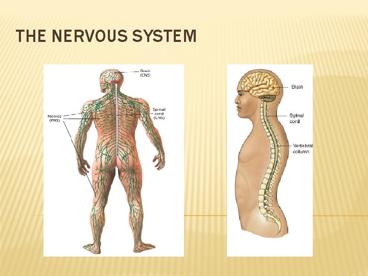 THE NERVOUS SYSTEM 