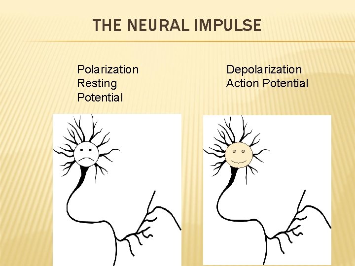 THE NEURAL IMPULSE Polarization Resting Potential Depolarization Action Potential 