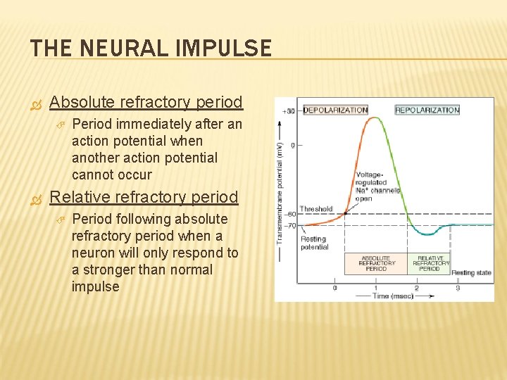 THE NEURAL IMPULSE Absolute refractory period Period immediately after an action potential when another