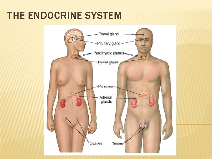 THE ENDOCRINE SYSTEM 