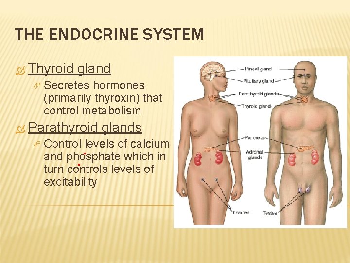 THE ENDOCRINE SYSTEM Thyroid gland Secretes hormones (primarily thyroxin) that control metabolism Parathyroid glands