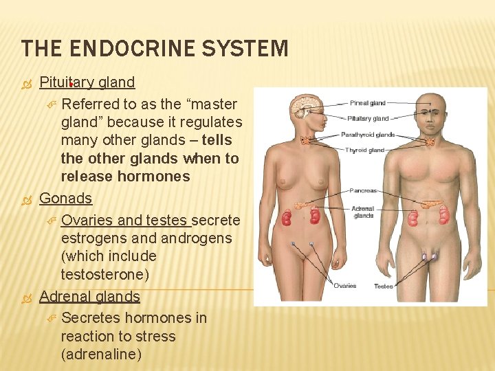 THE ENDOCRINE SYSTEM Pituitary gland Referred to as the “master gland” because it regulates