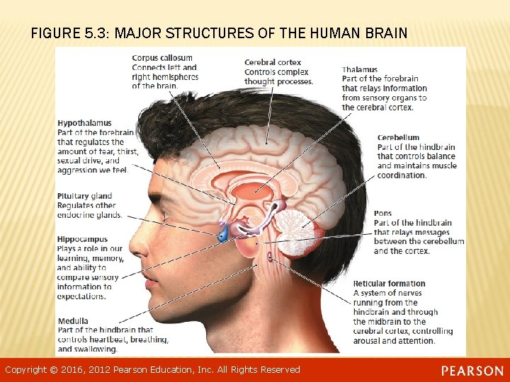 FIGURE 5. 3: MAJOR STRUCTURES OF THE HUMAN BRAIN Copyright © 2016, 2012 Pearson
