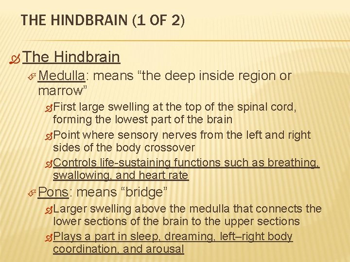 THE HINDBRAIN (1 OF 2) The Hindbrain Medulla: marrow” means “the deep inside region